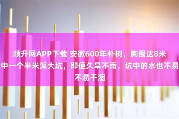 顺升网APP下载 安徽600年朴树，胸围达8米，树中一个半米深大坑，即便久旱不雨，坑中的水也不易干涸